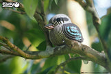 EUGY 3D Model – Vogel: kookaburra