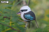 EUGY 3D Model – Vogel: kookaburra