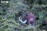 EUGY 3D Puzzel Mammoet