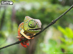 EUGY 3D Puzzel – Kameleon