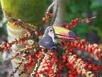 EUGY 3D Model – Vogel: toekan