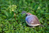 EUGY 3D Model – Vogel: kwartel
