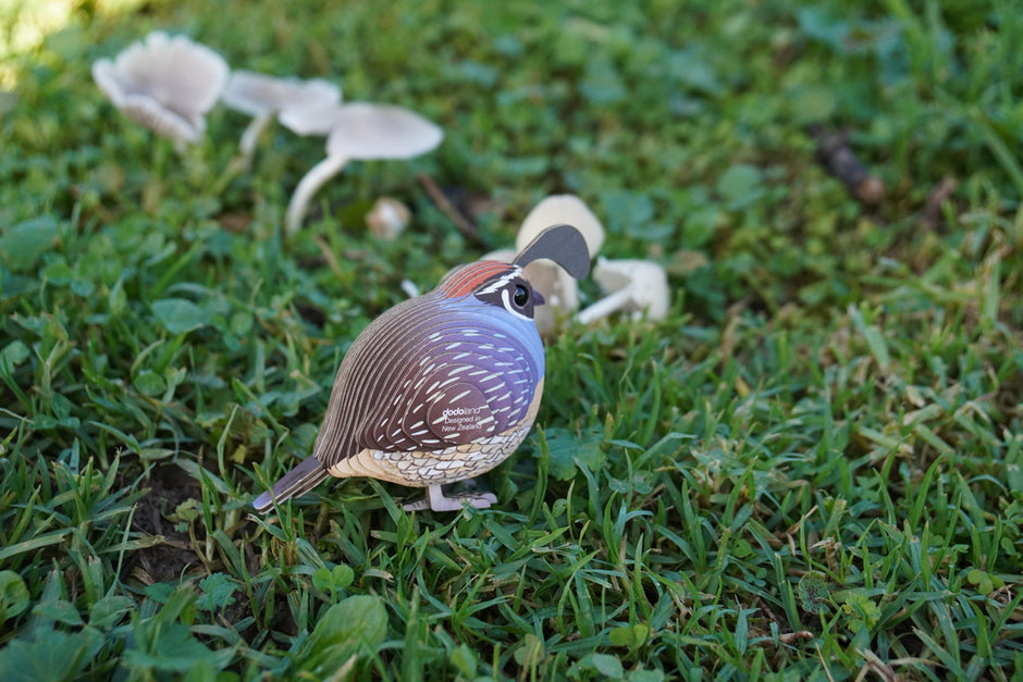 EUGY 3D Model – Vogel: kwartel