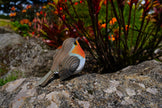EUGY 3D Model – Vogel: roodborstje